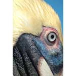 (image for) Pelican Eye